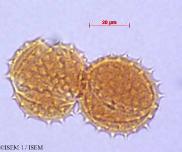 ISEM 1/Xenophyllum_crassum_29082/Xenophyllum_crassum_29082_0001(copy)_thumb.jpg